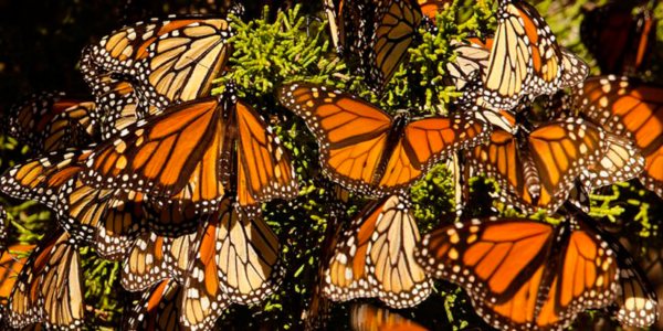 Población de mariposas Monarca disminuye