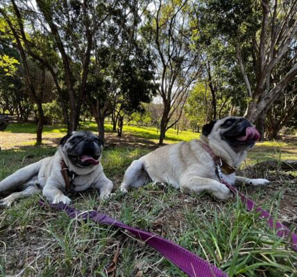 Cuatro parques públicos de Oaxaca ya son ¡Pet Friendly!