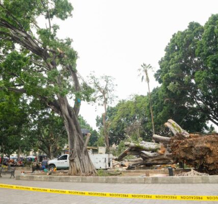 Realizan evaluación técnica tras el desplome de emblemático árbol de Laurel del Zócalo
