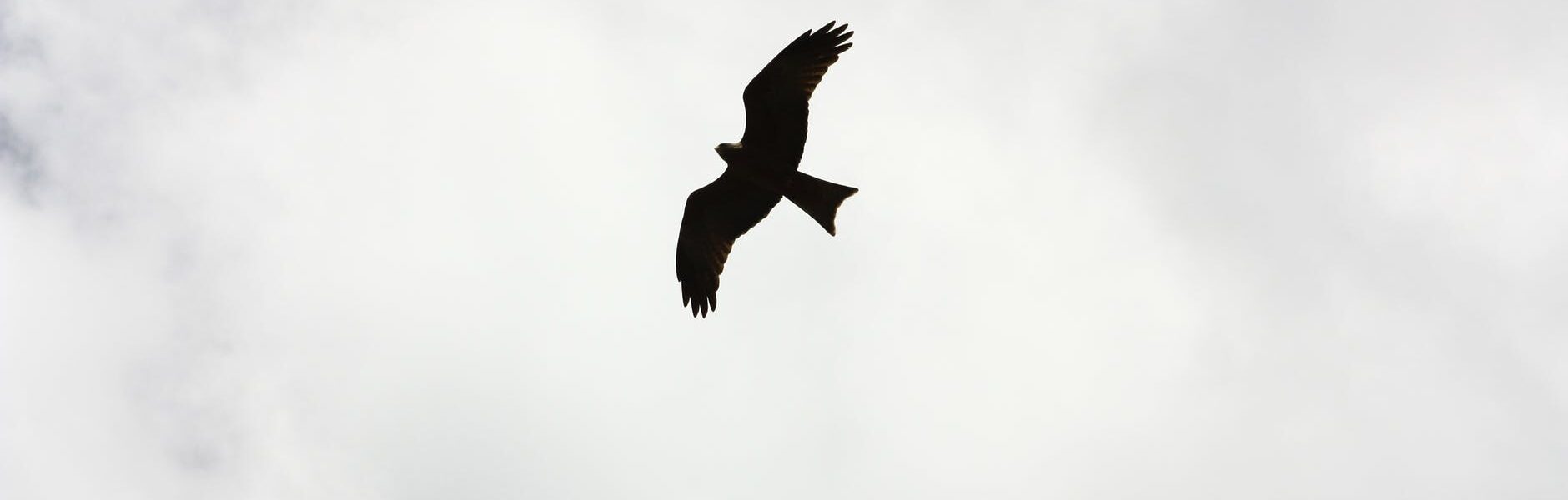 silhouette of bird flying